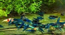 Neocaridina Davidi Blue Velvet