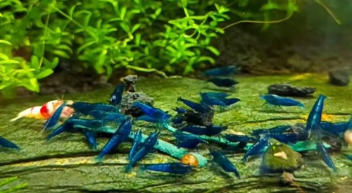 Neocaridina davidi blue velvet - neocaridina,
