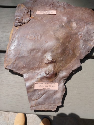 Empreintes antichnium - d,