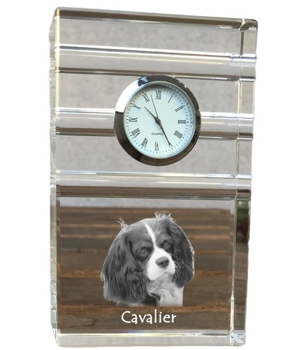 Cavalier king charles - king,