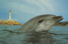 Banyuls-sur-mer - the aquarium of the Arago laboratory - The Dolphin