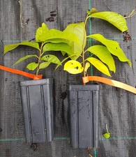 Asimina triloba (Semis) /