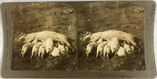 Une truie et ses petits, Vintage print, ca.1900, Stéréo Tirage vintage, légendé