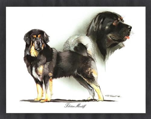 Tibetan mastiff dog - mastiff,