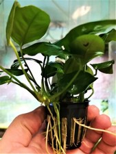 ANUBIA BARTERI VARIETE NANA