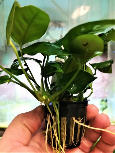Anubia barteri variete nana - anubia,