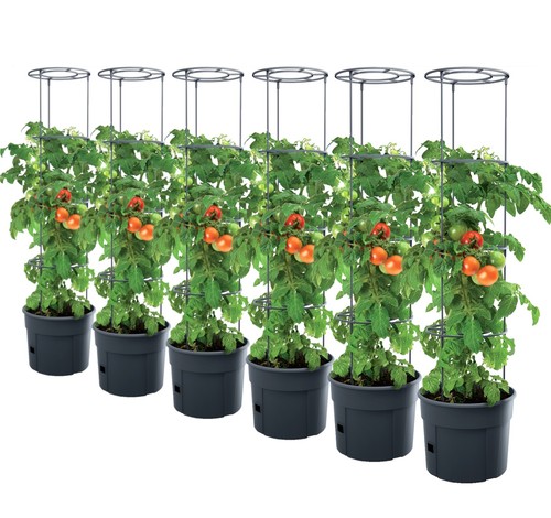 Plant de tomate - plant,