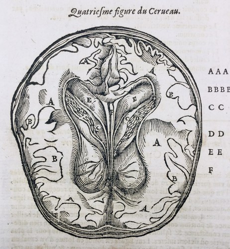 Neurologie cerveau 1614 - neurologie, en