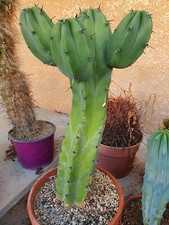 Cactus cierge grand sujet -