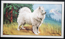 SAMOYEDE   Vintage 1936 Illustrated Dog Card  HDE25M
