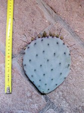 Opuntia violacea (n.1 pelle) 10-20 cm, cactus, plante grasse résistante à l'hive