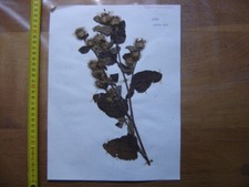 Annees 50 PLANCHE d'HERBIER du Gard Herbarium Planche Naturelle 11