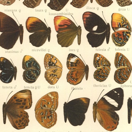 Adalbert seitz papillon byblia - adalbert,
