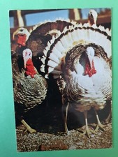 Carte Postale GF Dindons