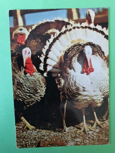 Carte postale dindons - carte,