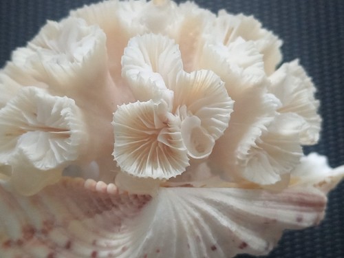 Corail blanc euphyllia - corail,
