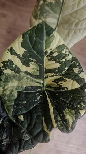 Alocasia maharani albo - alocasia,