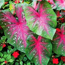 Caladium Tubercule coloré