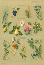 Antique Botanical Document Aperitif Plants, Astringents From 1952 Book