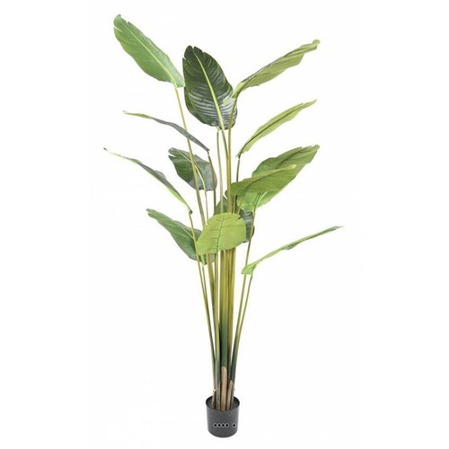 Palmier arbre voyageur - arbre, du