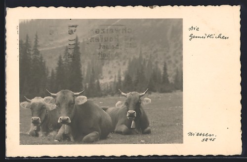 Bovins ruminants carte - ruminants,,