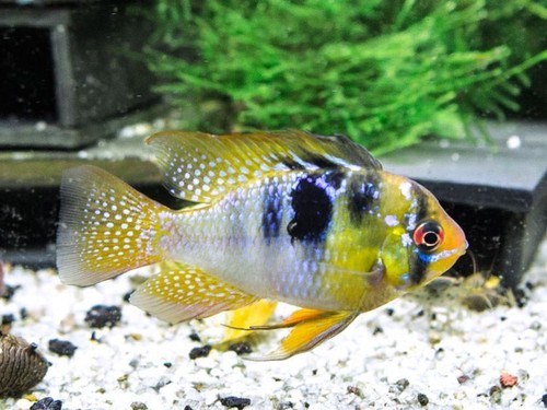 German blue ram dwarf - german,