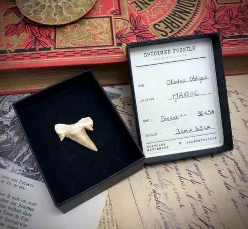 Dent requin fossile - de,