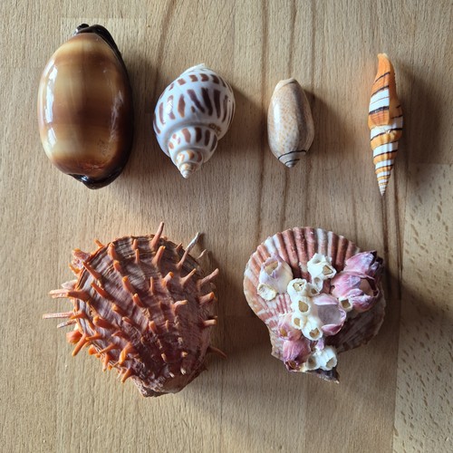 Coquillages collection de - 6,