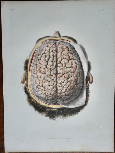 Anatomie medecine bourgery - anatomie,