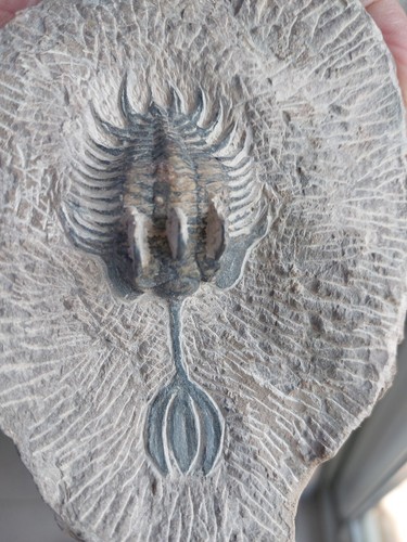 454g walliserops trifurcatus - 454g.,