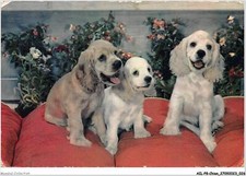 AILP8-0726 - CHIEN - trois chiots