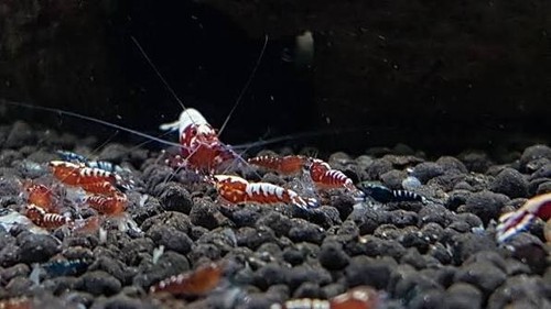 Lot crevettes galaxy red - de, 10