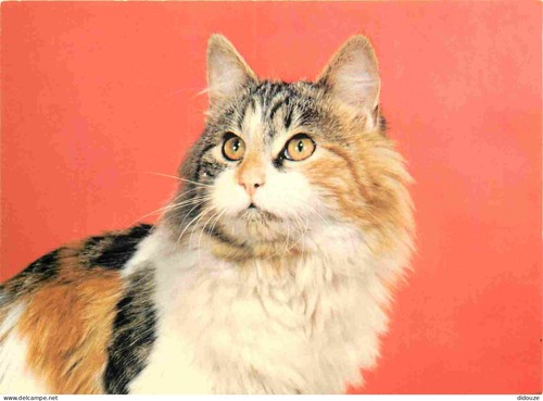 Carte postale animaux - carte,