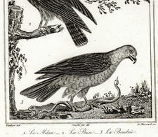 MILAN, BUSE et BONDRIE Gravure