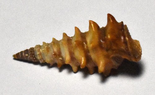 Coquillages potamididae - potamididae,