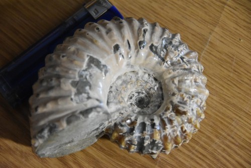 Ammonite douvilleiceras - ammonite,