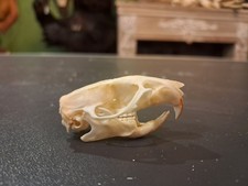Crâne de rat brun #0303(1)