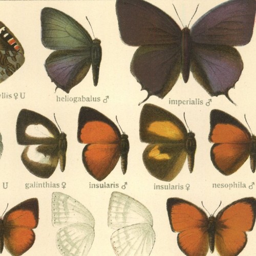 Adalbert seitz papillon ogyris - adalbert,