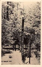 Mt Bowler Wisconsin Forest