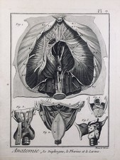 Laryngologiste 1779 Pharynx