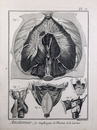 Laryngologiste 1779 pharynx - laryngologiste,