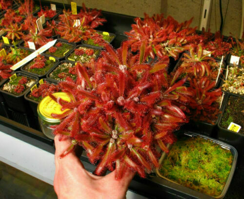 Drosera ascendens 10 graines - ascendens,
