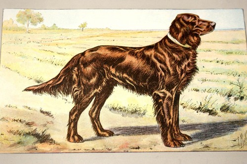 Setter irlandais mahler - le,