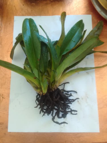 Paphiopedilum