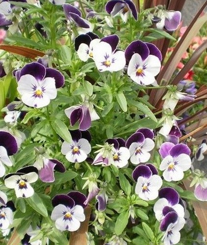 Violette cornue blanc - ♫, 'blanc