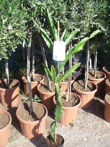 Fruit dragon hylocereus - du,