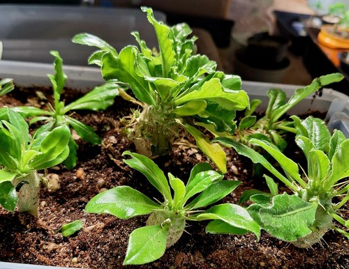 Pachypodium species plants - 3,