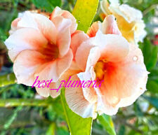 New! Adenium Obesum "Golden_peach"  Fresh&Viable 200 Seeds!