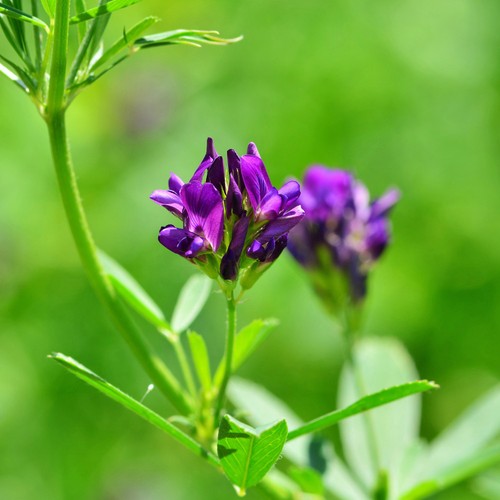 Luzerne medicago sativa - luzerne,