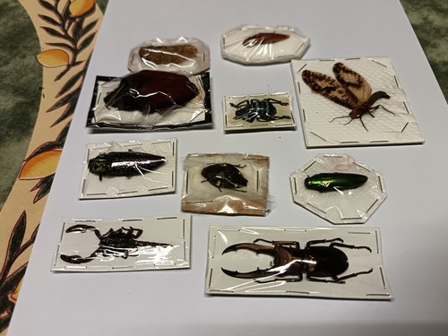 Lot insectes papillottes - lot,